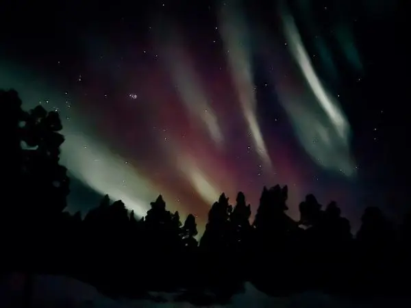 Bunte Lichtstreifen am Nachthimmel über silhouettierten Bäumen