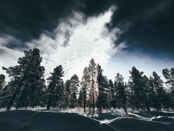 Dichte Baumreihe vor bewölktem Himmel mit Lichtstrahlen zwischen den Ästen