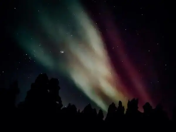 Farbenfrohe Lichtstrahlen am Nachthimmel über silhouettierten Bäumen