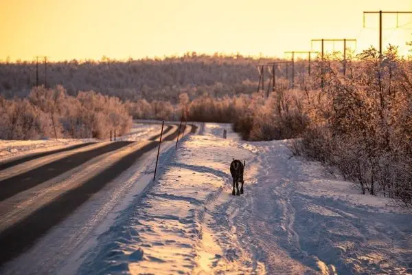 Hund läuft entlang einer schneebedeckten Straße bei Sonnenuntergang