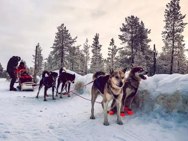 Hunde ziehen einen Schlitten durch den Schnee, während eine Person ihn vorbereitet