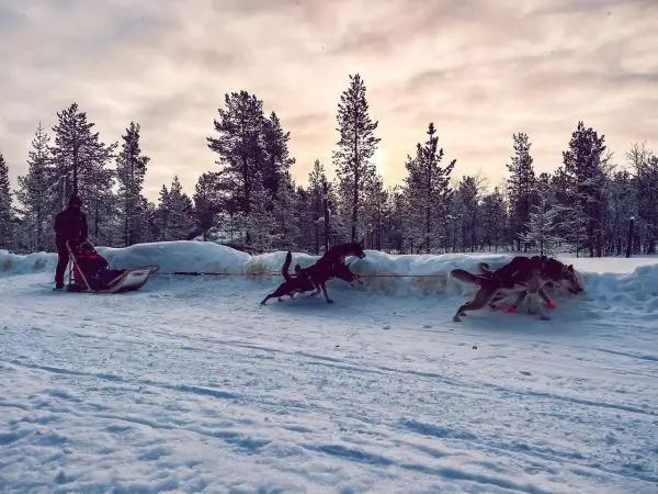 Hundeschlitten zieht durch verschneite Landschaft mit Bäumen im Hintergrund