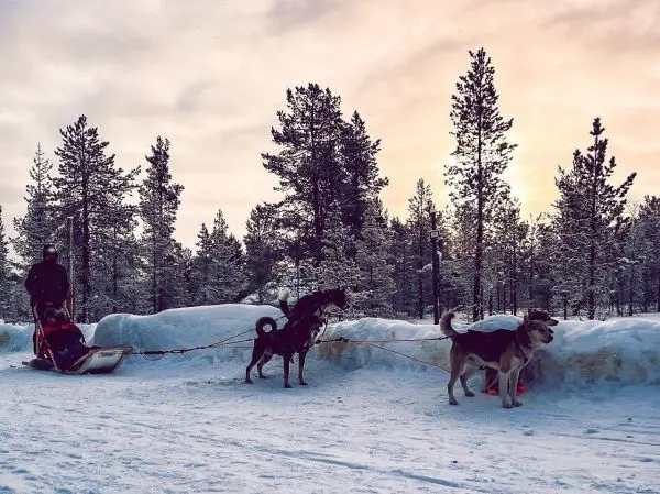 Person mit Schlitten und zwei Hunden im Schnee, Bäume im Hintergrund