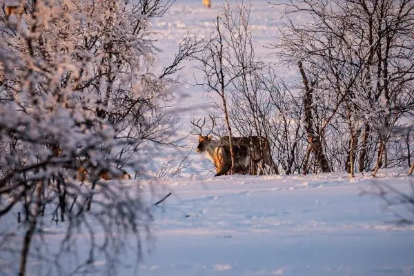 Reh steht im Schnee zwischen schneebedeckten Büschen