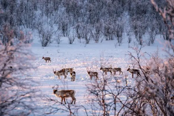 Rehe stehen in einer verschneiten Landschaft zwischen Bäumen