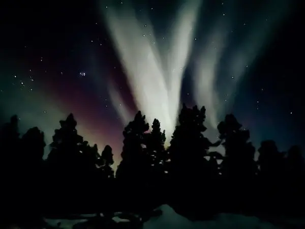 Sternenhimmel mit bunten Lichtstrahlen über silhouettierten Bäumen