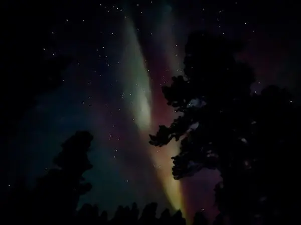Sternenhimmel mit farbigen Lichtstreifen und silhouettierten Bäumen im Vordergrund