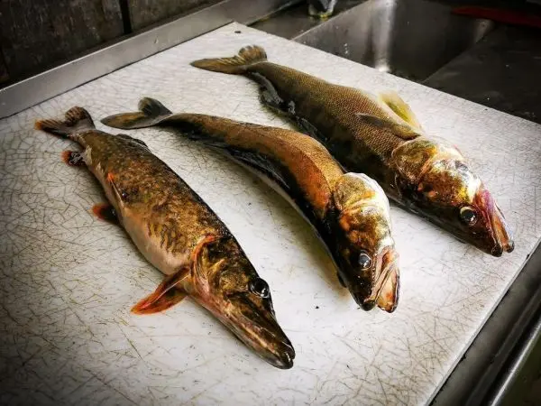 Drei gefangene Fische liegen auf einem Schneidebrett in einer Küche