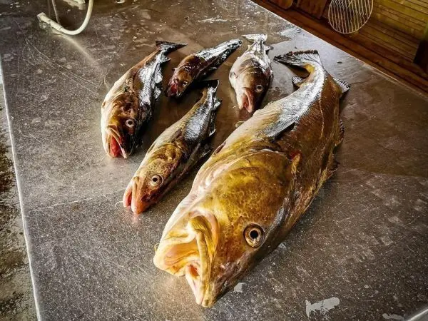 Fünf gefangene Fische liegen auf einem Metalltisch