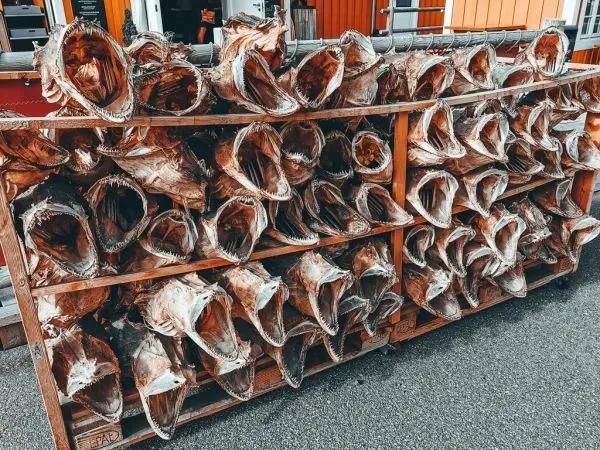 Regal mit mehreren Fischschädeln, die aufrecht angeordnet sind