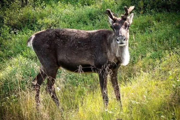 Reh steht im hohen Gras und blickt zur Seite