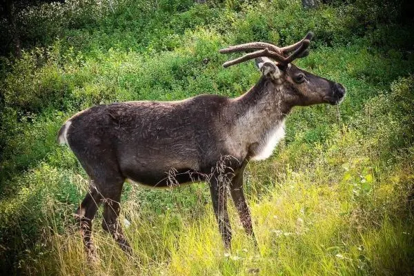Reh steht im hohen Gras und schaut nach rechts