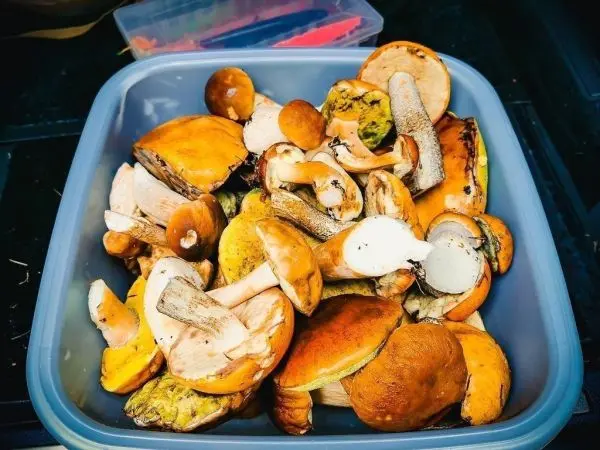 Schüssel mit verschiedenen gesammelten Pilzen in unterschiedlichen Farben und Formen