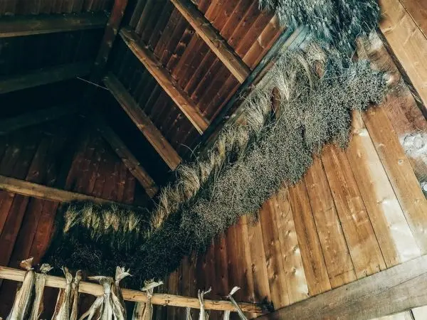 Trockenes Kraut hängt an der Decke eines Holzgebäudes