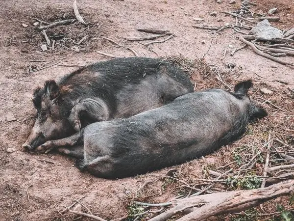 Zwei Wildschweine liegen eng umschlungen auf dem Boden