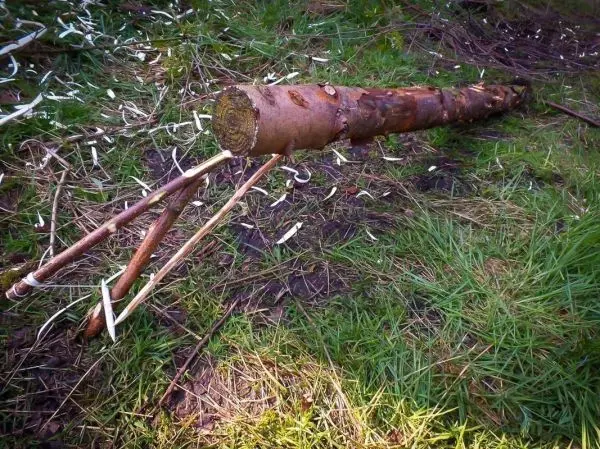 Schlagfalle (Figure-Four-Falle) aus Holz mit zwei Auslösern auf dem Boden