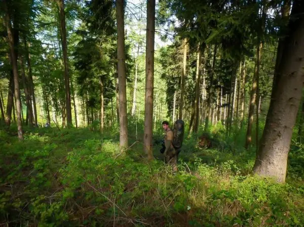 Wanderer mit Rucksack bewegt sich durch dichten Wald mit hohen Bäumen