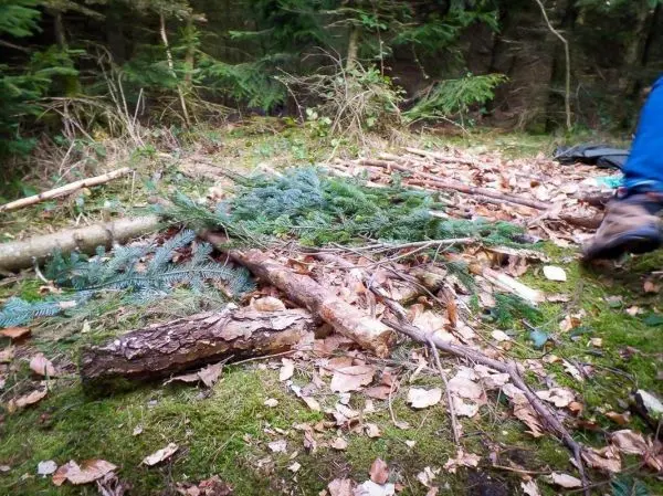 Ansammlung von Ästen und Tannenzweigen auf dem Boden im Wald
