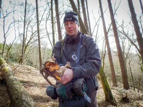 Mann hält ein Stück Holz mit innerer Fäulnis in einem Wald