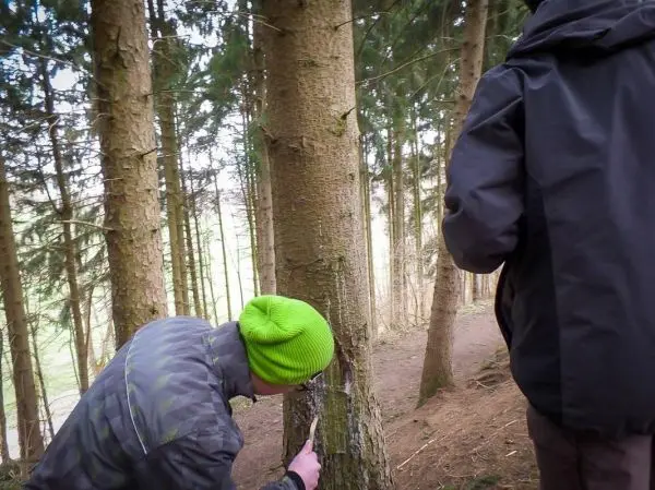 Messer schneidet in Baumrinde, während eine Person daneben steht