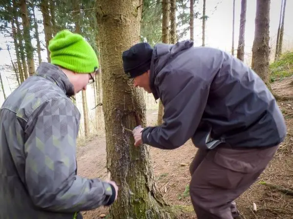 Messer schneidet in die Rinde eines Baumes während zwei Personen arbeiten