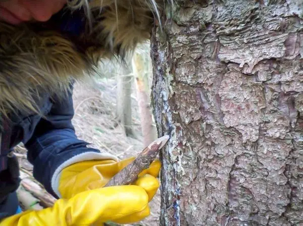 Stock kratzt an Baumrinde zur Gewinnung von Harz