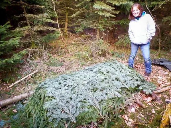 Tarp-Notunterkunft aus Tannenzweigen im Wald, Person steht daneben
