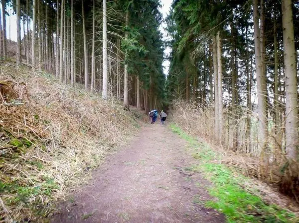 Wanderweg durch einen Wald mit mehreren Personen im Hintergrund