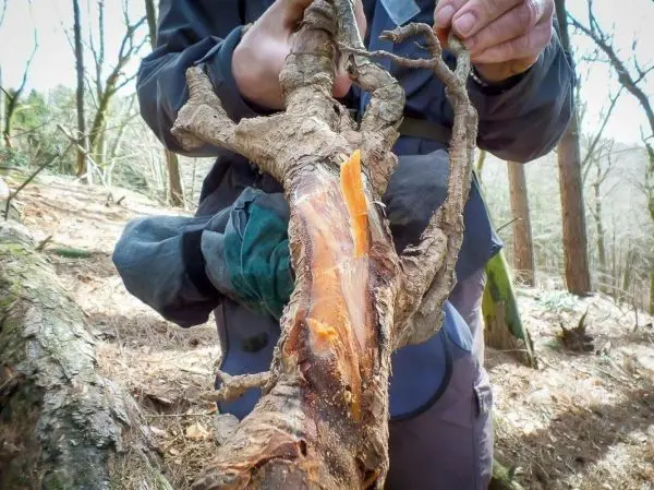 Zweige werden bearbeitet, um Zunder aus der Rinde zu gewinnen