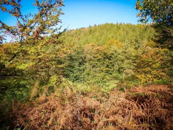 Bunte Blätter und Farne vor bewaldetem Hang unter blauem Himmel