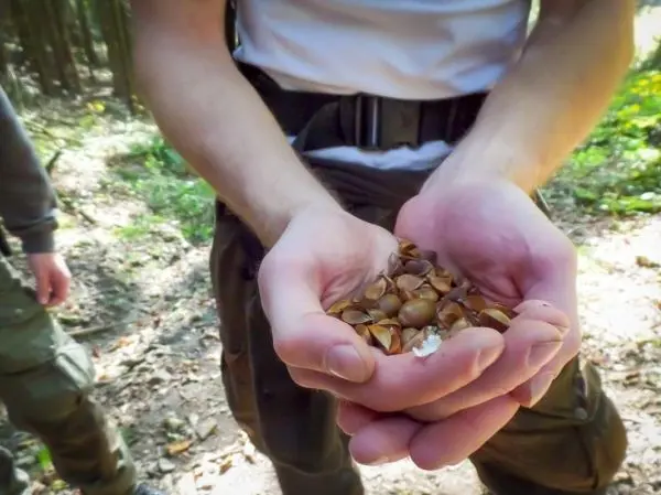 Hände halten eine Menge von kleinen Samen im Wald