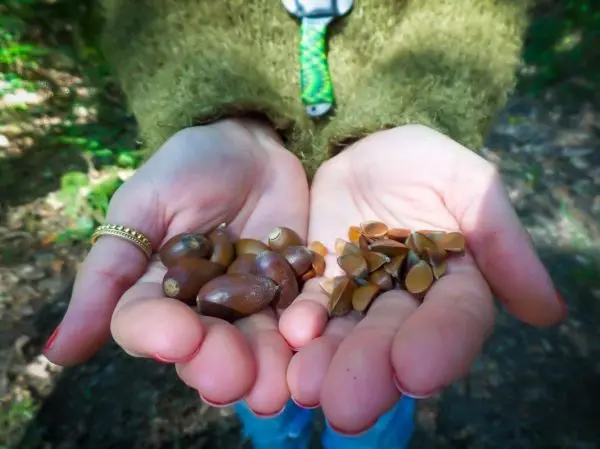 Hände halten verschiedene Samen und Nüsse im Wald
