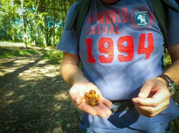 Person hält mehrere Pilze in der Hand