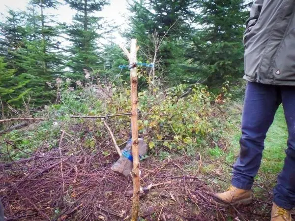 Person steht neben einem selbstgebauten Stab mit Schnur im Wald