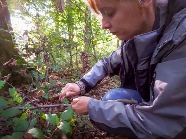 Zweige werden mit einem Messer bearbeitet