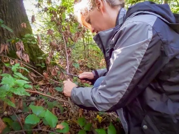 Zweige werden mit einem Messer im Unterholz geschnitten