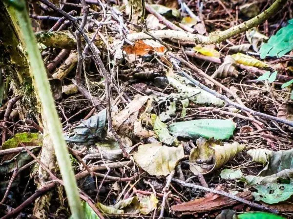 Bodenbedeckung aus Blättern und Ästen im Unterholz eines Waldes