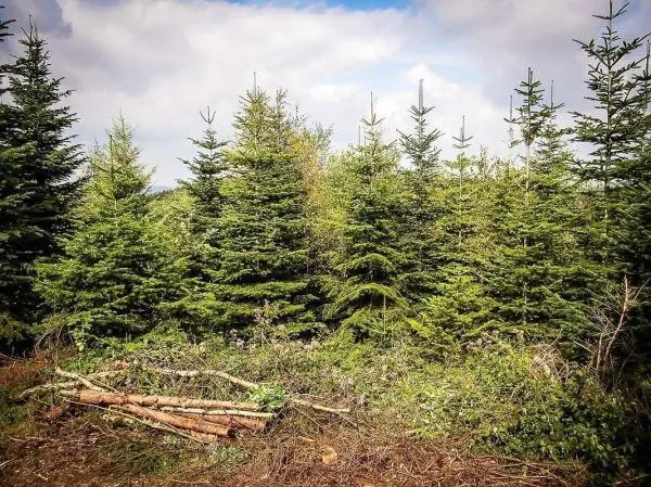 Dichte Nadelbäume umgeben einen kleinen Bereich mit Holzstämmen und Sträuchern