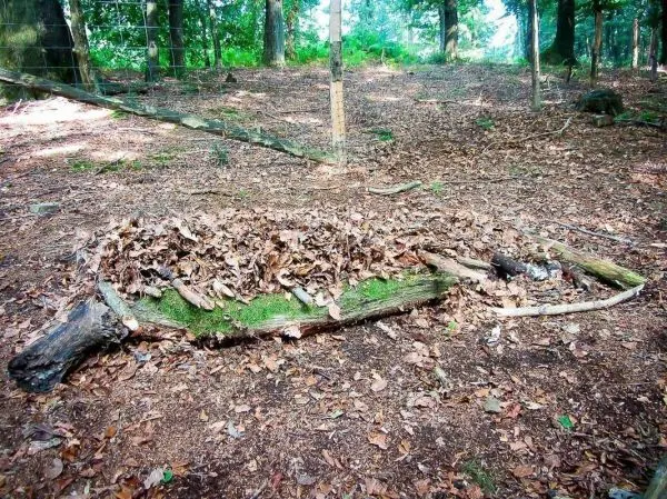 Holzstück mit Laub und Moos im Wald, umgeben von Laub und Ästen