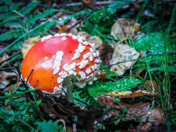 Roter Pilz mit weißen Flecken wächst zwischen grünen Blättern und trockenem Laub