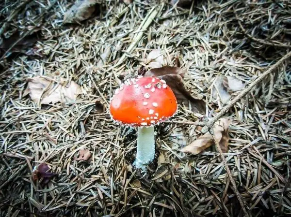 Roter Pilz mit weißen Punkten auf Waldboden aus Nadeln und Blättern