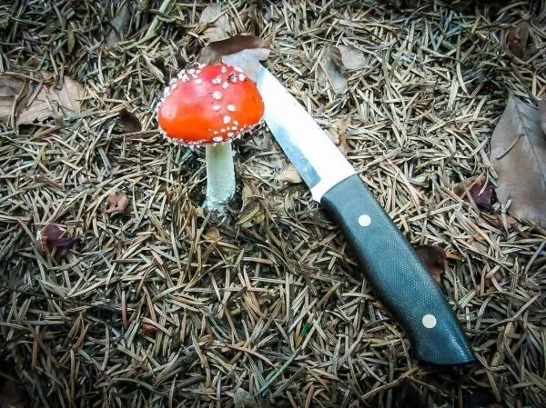 Roter Pilz steht neben einem Messer auf dem Boden