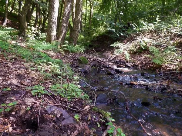 Bach fließt durch bewaldetes Gebiet mit Steinen und Pflanzen am Ufer