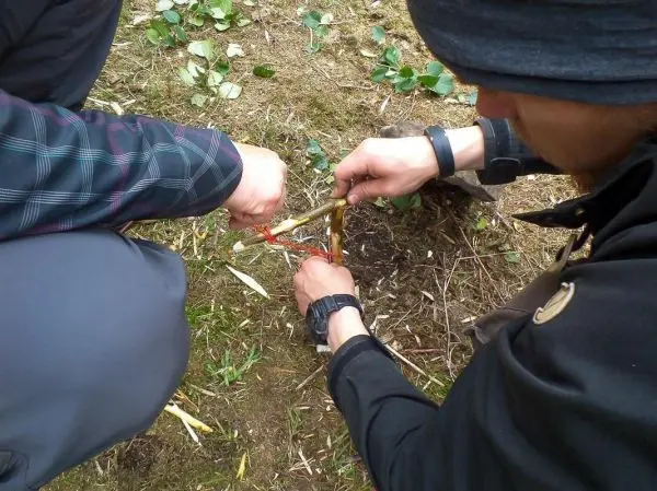 Falle) aus Ästen und Schnur