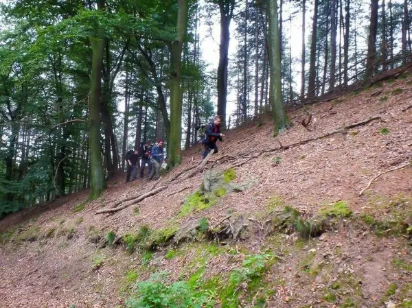Gruppe bewegt sich den Hang im Wald hinunter, umgeben von Bäumen und Laub