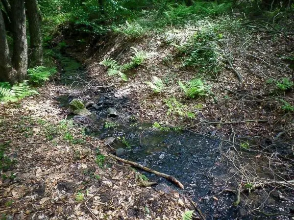 Bachlauf mit Steinen und Laub, umgeben von Farnen und Bäumen