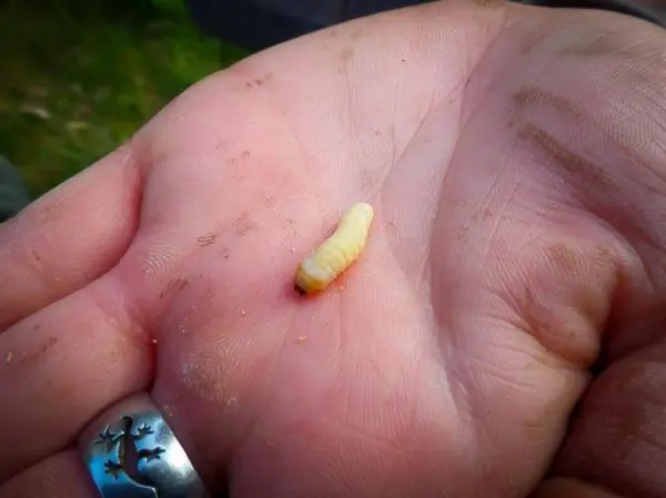Eine Hand hält eine kleine, weiße Larve