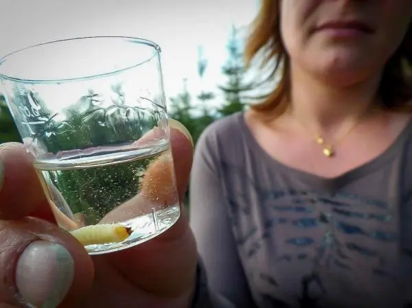 Person hält ein Glas mit einer Larve in der Hand