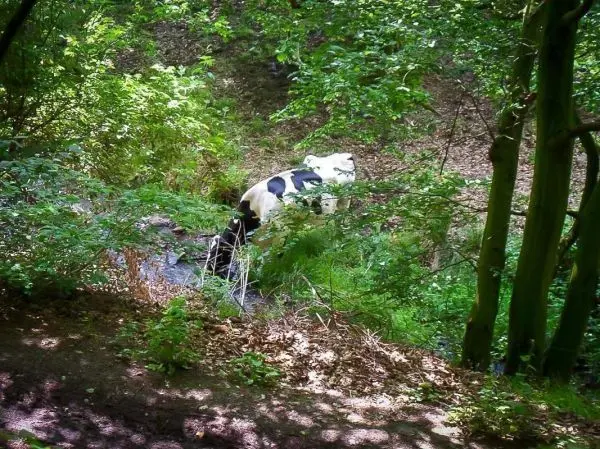 Schwarze und weiße Kuh steht im Wasser zwischen Bäumen und Sträuchern