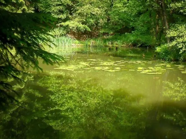 Teich mit Seerosen und spiegelndem Ufer im Wald